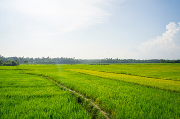 Green rice sprouts grow upwards in Asian fields. Beautiful texture background for tourism, design and agro-industry