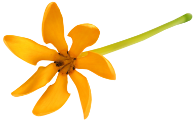 Gardenia coronata or Pinwheel Gardenia