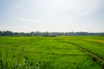 Green rice sprouts grow upwards in Asian fields. Beautiful texture background for tourism, design and agro-industry