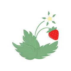 Red sweet fresh strawberry with white flower and green leaves. Vector illustration. Card, decoration, paper,