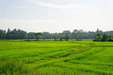 Fototapeta premium Green rice sprouts grow upwards in Asian fields. Beautiful texture background for tourism, design and agro-industry
