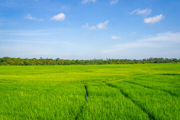 Green rice sprouts grow upwards in Asian fields. Beautiful texture background for tourism, design and agro-industry