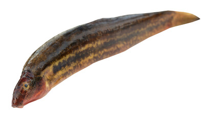 Fototapeta premium Annaldale Loach or gutum fish of Bangladesh