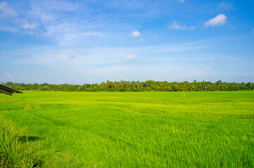 Green rice sprouts grow upwards in Asian fields. Beautiful texture background for tourism, design and agro-industry