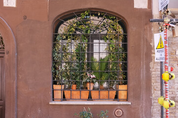 Fototapeta na wymiar Plants in Window