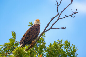 Bald Eagle.Bombay Hook National wildlife refuge.Delaware.USA