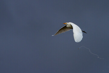 a Bubulcus ibis soaring in a cloudless blue sky