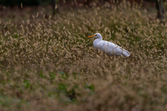 a Bubulcus ibis wandering among the reeds