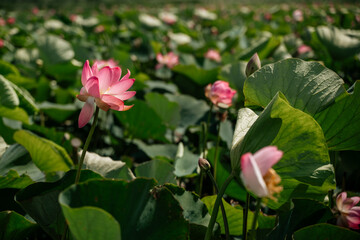 Obraz na płótnie Canvas A pink lotus flower sways in the wind, Nelumbo nucifera. Against the background of their green leaves. Lotus field on the lake in natural environment.