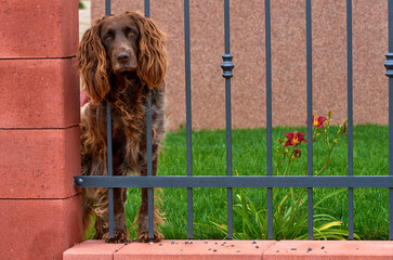 Irish setter in Czech village