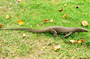 Lizard varan in the rainforest in Asia. Reptile close-up