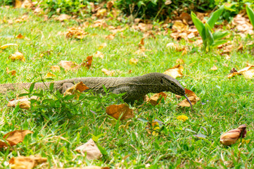Lizard varan in the rainforest in Asia. Reptile close-up