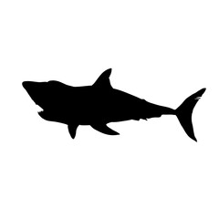 shark silhouette isolated on white