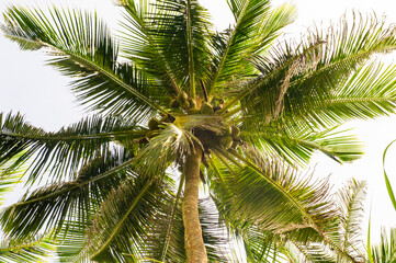 Beautiful tropical palm trees in Asia