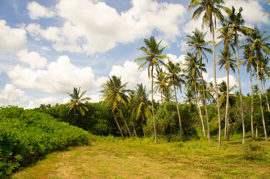 Beautiful tropical palm trees in Asia