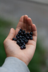 Bilberries in hands of a woman