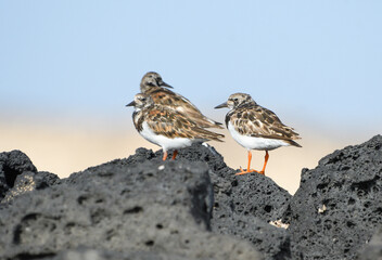 Three ruddy turnstones on the volcanic rocks of El Cotillo beach, Fuerteventura