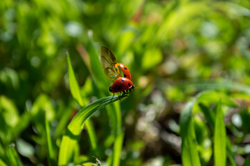 The ladybug spread its wings and wants to fly away from the stalk of grass