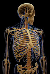 Human skeleton on black background. AI Generated