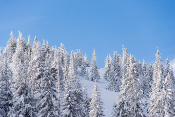 Snow covered trees in the mountains. Picturesque winter scene. Magic winter forest. Natural...