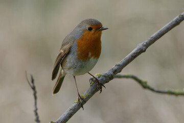 European robin (Erithacus rubecula) on a branch