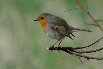 European robin (Erithacus rubecula) on a branch