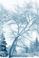 Snow Coats the Tree Branches After a Fresh Snowfall in the Pacific Northwest. Trees covered in snow offers a dramatic and graphic landscape on this island in the Pacific Northwest.