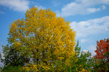 Autumn, autumn landscape with trees against the blue sky.