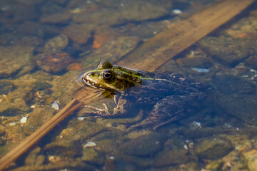 A frog with big eyes sits in a pond.