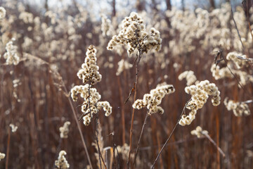 Dried flowers in the field
