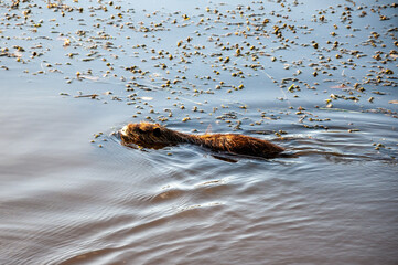 Creole otter or Myocastor coypus swimming in a lagoon