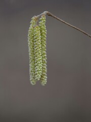 buds of willow tree