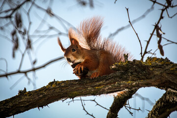 Glpckliuches Einhörnchen mit Nuss in der Hand