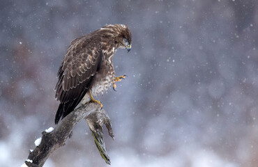 Common buzzard bird ( Buteo buteo )
