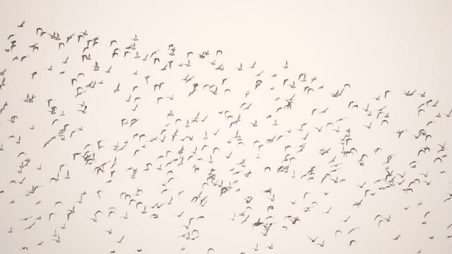 A swarm of European golden plovers (Pluvialis apricaria) - slow motion