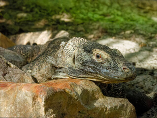 komodo lizard resting on a rock