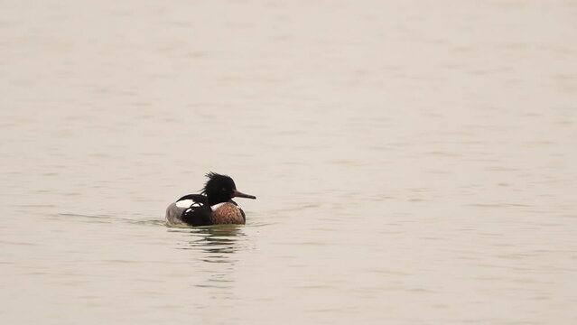 A male red-breasted merganser (Mergus serrator) swimming towards you