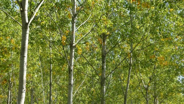 Tall poplar trees in forest on sunny spring day