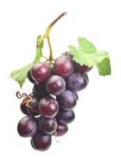 Red grapes isolated on white