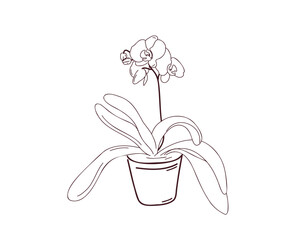 orchid in a pot, doodle or line vector illustration