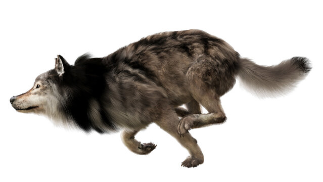 A running timber wolf on a transparent background. PNG  