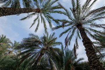 Fototapeta na wymiar Date palm tree, traditional plantation, Middle East