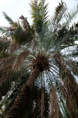 Fototapeta na wymiar Date palm tree, traditional plantation, Middle East