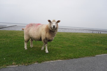 Schaf auf einer Weide am Meer