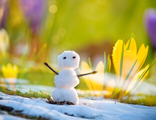 Little snowman and crocus flowers in a clearing with snow. Spring meeting.
