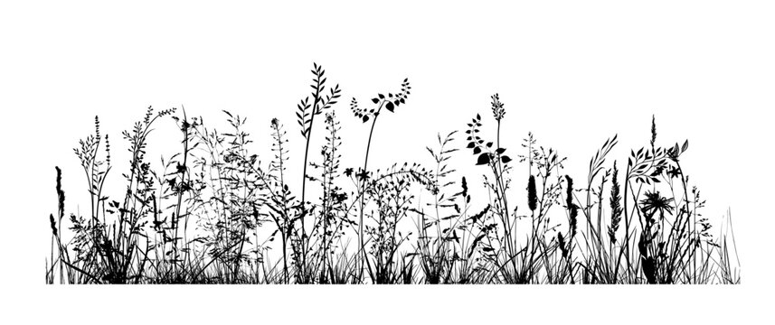 Black silhouettes of grass, flowers and herbs isolated on white background. Hand drawn sketch flowers. Vector illustration