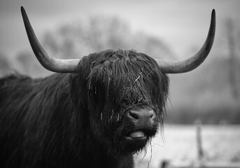 scottish highland cow