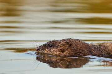 Muskrat perched on the trunk of a sunken tree.