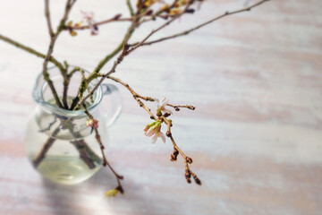 Glass vase with branches of winter cherry (Prunus subhirtella Autumnalis) with delicate blossoms in early spring on a light wooden table, seasonal greeting card with copy space, selected focus
