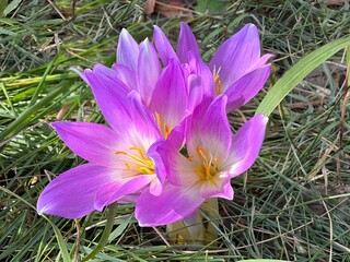 purple crocus flowers in the grass.